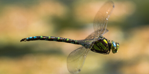 Eine Libelle fliegt Eine Libelle fliegt