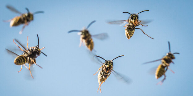 Wespen fliegen auf ihr Nest zu. Wespen fliegen auf ihr Nest zu.