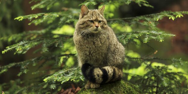 Eine Wildkatze im Wald Eine Wildkatze im Wald