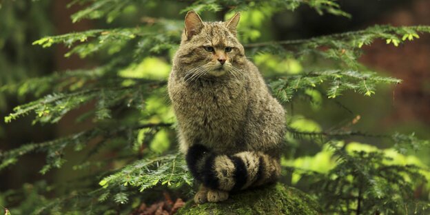 Eine Wildkatze im Wald