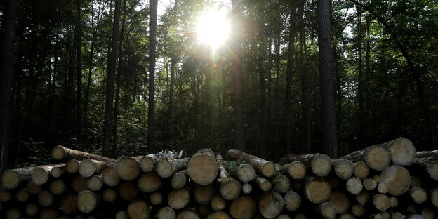 Frisch gefällte Holzstämme liegen in einem Wald, in dem die Sonne durch die Baumkronen scheint Frisch gefällte Holzstämme liegen in einem Wald, in dem die Sonne durch die Baumkronen scheint