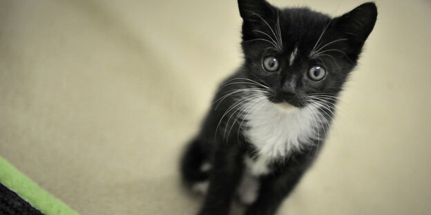 Ein schwarz-weißes Katzenbaby Ein schwarz-weißes Katzenbaby