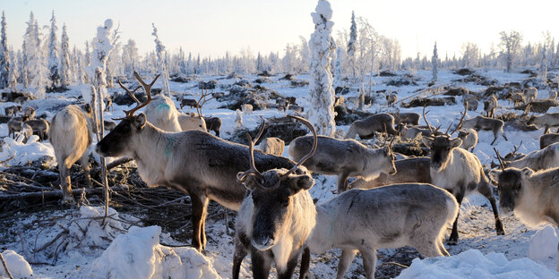 Eine Rentierherde in Lappland im Schnee vor blauem Himmel Eine Rentierherde in Lappland im Schnee vor blauem Himmel