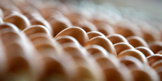 Eier in einer Palette Eier in einer Palette