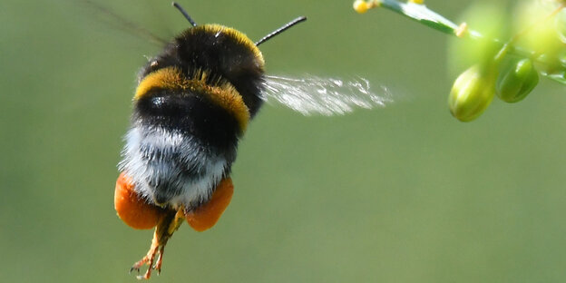 Eine Hummel im Flug neben einer Pflanze