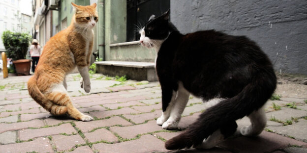 Eine rote und eine schwarze Katze auf der Straße Eine rote und eine schwarze Katze auf der Straße