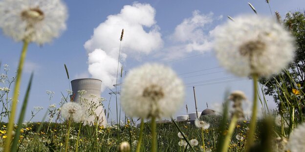 Pusteblumen vor dampfendem Atomreaktor Pusteblumen vor dampfendem Atomreaktor
