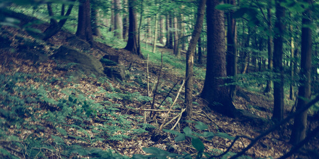 eine dunkle Waldlichtung eine dunkle Waldlichtung