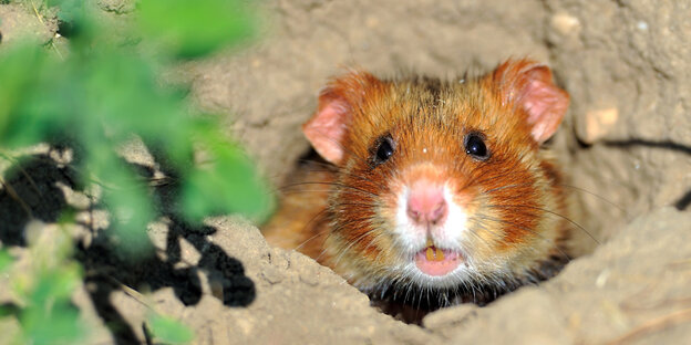 Ein Feldhamster in der Wildnis Ein Feldhamster in der Wildnis
