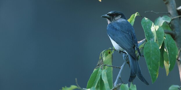 Ein Vogel Ein Vogel