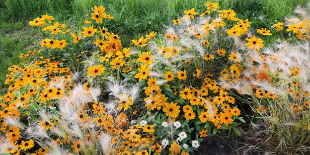 Ein wildes Blumenbeet mit Gras und gelben Blumen und weiteren Pflanzen. Ein wildes Blumenbeet mit Gras und gelben Blumen und weiteren Pflanzen.