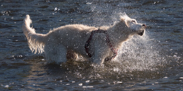 Ein Hund steht im Wasser und schüttelt sich Ein Hund steht im Wasser und schüttelt sich