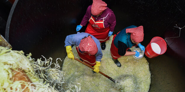Drei Frauen stehen auf einem Haufen Sauerkraut. Ein schippt Sauerkraut beiseite Drei Frauen stehen auf einem Haufen Sauerkraut. Ein schippt Sauerkraut beiseite
