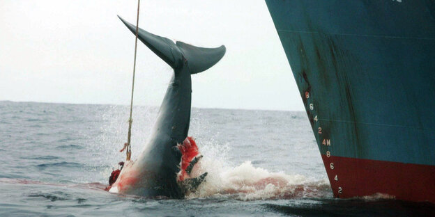Ein mit einer Harpune verletzter Wal im Meer, die Schwanzflosse ragt neben einem Schiff aus dem Wasser Ein mit einer Harpune verletzter Wal im Meer, die Schwanzflosse ragt neben einem Schiff aus dem Wasser
