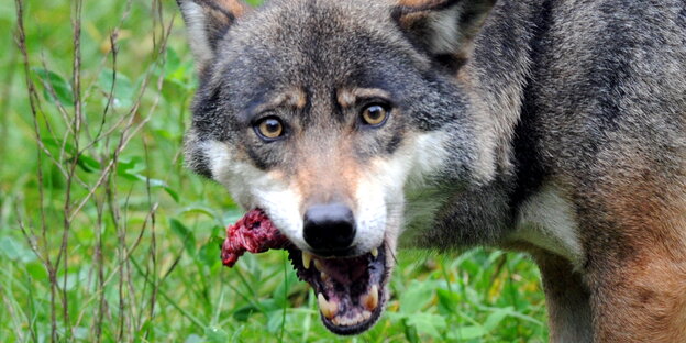 Ein Wolf frisst etwas blutig aussehendes Ein Wolf frisst etwas blutig aussehendes
