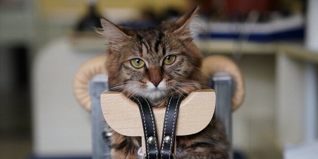 Eine Katze Eine Katze