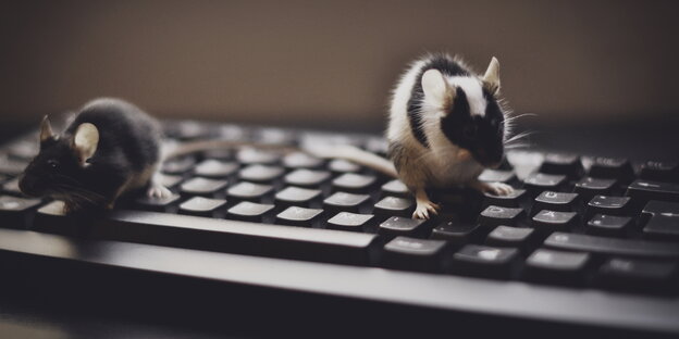 Zwei Mäuse laufen über eine Computertastatur Zwei Mäuse laufen über eine Computertastatur