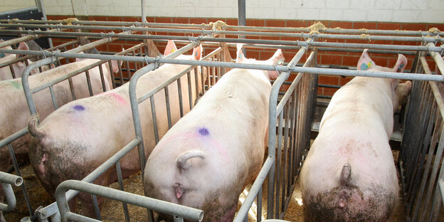 Schweine stehen in den engen Boxen eines Kastenstalls. Schweine stehen in den engen Boxen eines Kastenstalls.