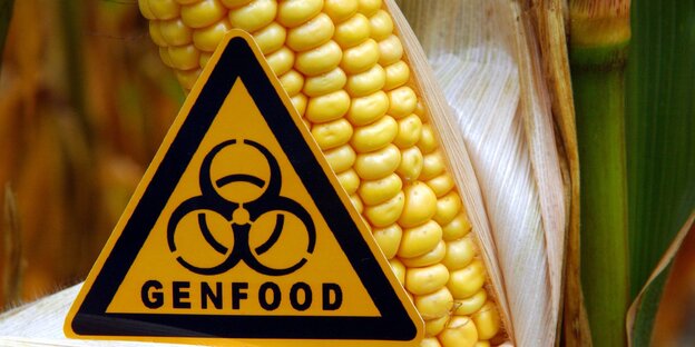 Ein Schild mit der Aufschrift „Genfood" steht vor einem gentechnisch veränderten Maiskolben. Ein Schild mit der Aufschrift „Genfood" steht vor einem gentechnisch veränderten Maiskolben.
