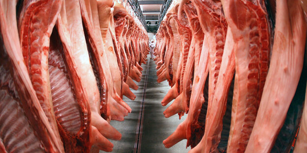 In einem Schlachthof hängen Schweinehälften von der Decke In einem Schlachthof hängen Schweinehälften von der Decke