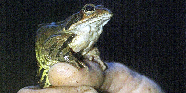 Ein Frosch sitzt auf einer Hand, der Hintergrund ist dunkel Ein Frosch sitzt auf einer Hand, der Hintergrund ist dunkel