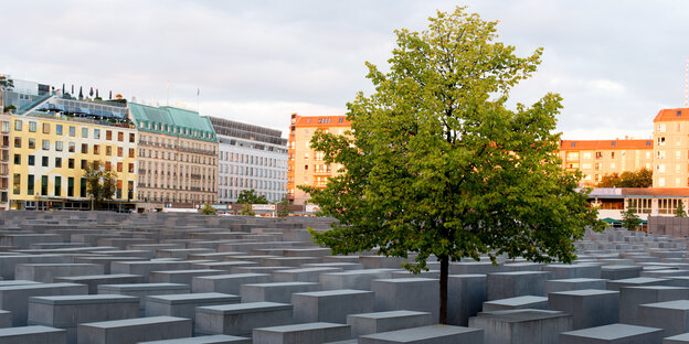 Ein Baum zwischen den Gedenkstehlen