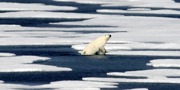 Ein Eisbär steigt aus dem Wasser auf eine Eisscholle Ein Eisbär steigt aus dem Wasser auf eine Eisscholle