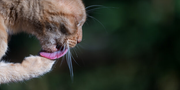 Ein Kater leckt seine Pfote ab Ein Kater leckt seine Pfote ab