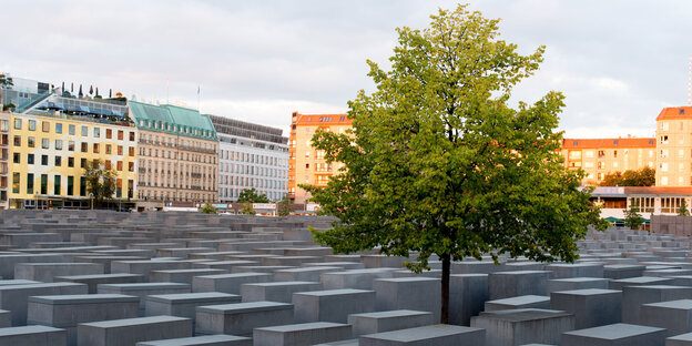 Ein grüner Baum hebt seine Krone über die grauen Stellen des Berliner Holocaustmahnmals Ein grüner Baum hebt seine Krone über die grauen Stellen des Berliner Holocaustmahnmals