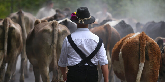 Ein Bauer und Kühe Ein Bauer und Kühe