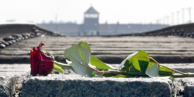 Eine rote Rose liegt auf einem Stein, im Hintergrund ist das ehemalige Konzentrationslager Auschwitz zu sehen Eine rote Rose liegt auf einem Stein, im Hintergrund ist das ehemalige Konzentrationslager Auschwitz zu sehen