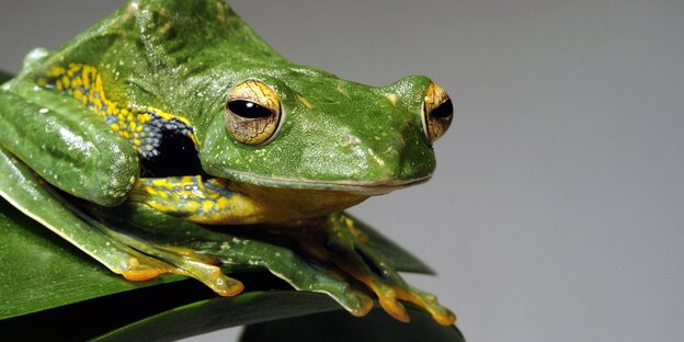 Ein Frosch in den Farben Grün, Gelb und Schwarz sitzt auf einem Blatt Ein Frosch in den Farben Grün, Gelb und Schwarz sitzt auf einem Blatt