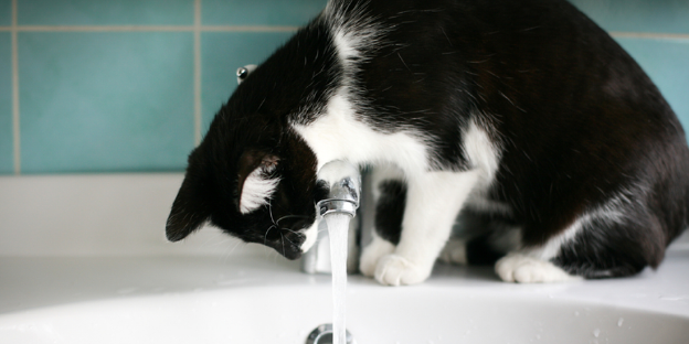 Eine Katze sitzt neben einem laufenden Wasserhan