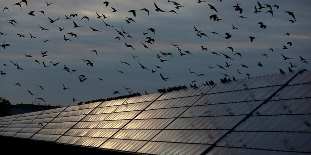 Vögel fliegen in der Dämmerung über schimmernde Solarpanelen Vögel fliegen in der Dämmerung über schimmernde Solarpanelen