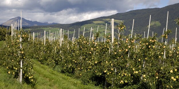 Eine Apfelbaumblantage, im Hintergrund dunkle Wolken und Berge