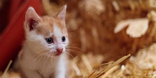Eine Babykatze Eine Babykatze