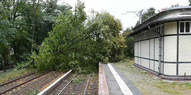 Ein Baum auf Bahnschienen Ein Baum auf Bahnschienen