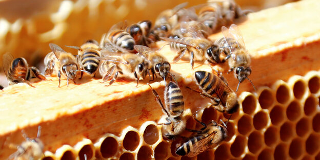 Bienen auf Waben Bienen auf Waben