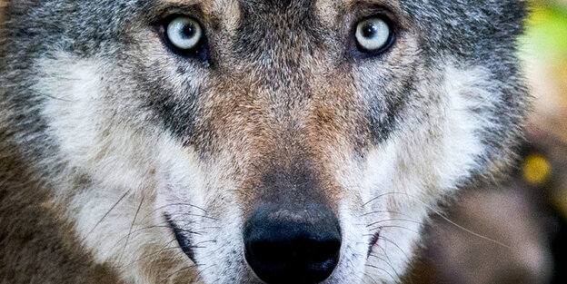 Ein Wolf in einem Gehege Ein Wolf in einem Gehege