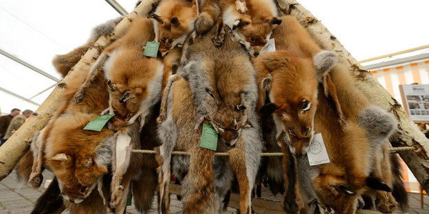 Fuchsfelle Fuchsfelle