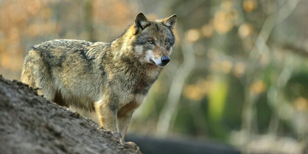 Ein Wolf Ein Wolf