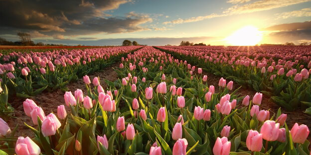 Ein Feld mit rosafarbenen Tulpen Ein Feld mit rosafarbenen Tulpen