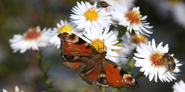 Ein Pfauenauge sammelt am 18.10.2017 bei Immenstadt (Bayern) auf einer Astern-Blüte neben anderen Insekten Blütenstaub. Ein Pfauenauge sammelt am 18.10.2017 bei Immenstadt (Bayern) auf einer Astern-Blüte neben anderen Insekten Blütenstaub.