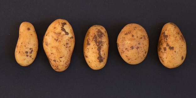 Kartoffeln auf schwarzem Hintergrund Kartoffeln auf schwarzem Hintergrund