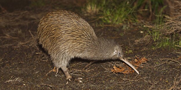 Streifenkiwi Streifenkiwi