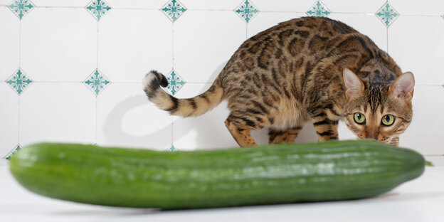 Eine Katze beschnuppert eine Salatgurke Eine Katze beschnuppert eine Salatgurke