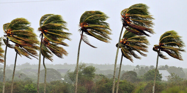 Palmen biegen sich im Wind Palmen biegen sich im Wind