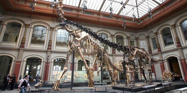 Skelett des Brachiosaurus Skelett des Brachiosaurus