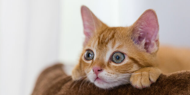 Eine Katze mit weiten Augen Eine Katze mit weiten Augen