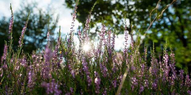 Ein Stück Heide mit Gras, dahinter Sonne